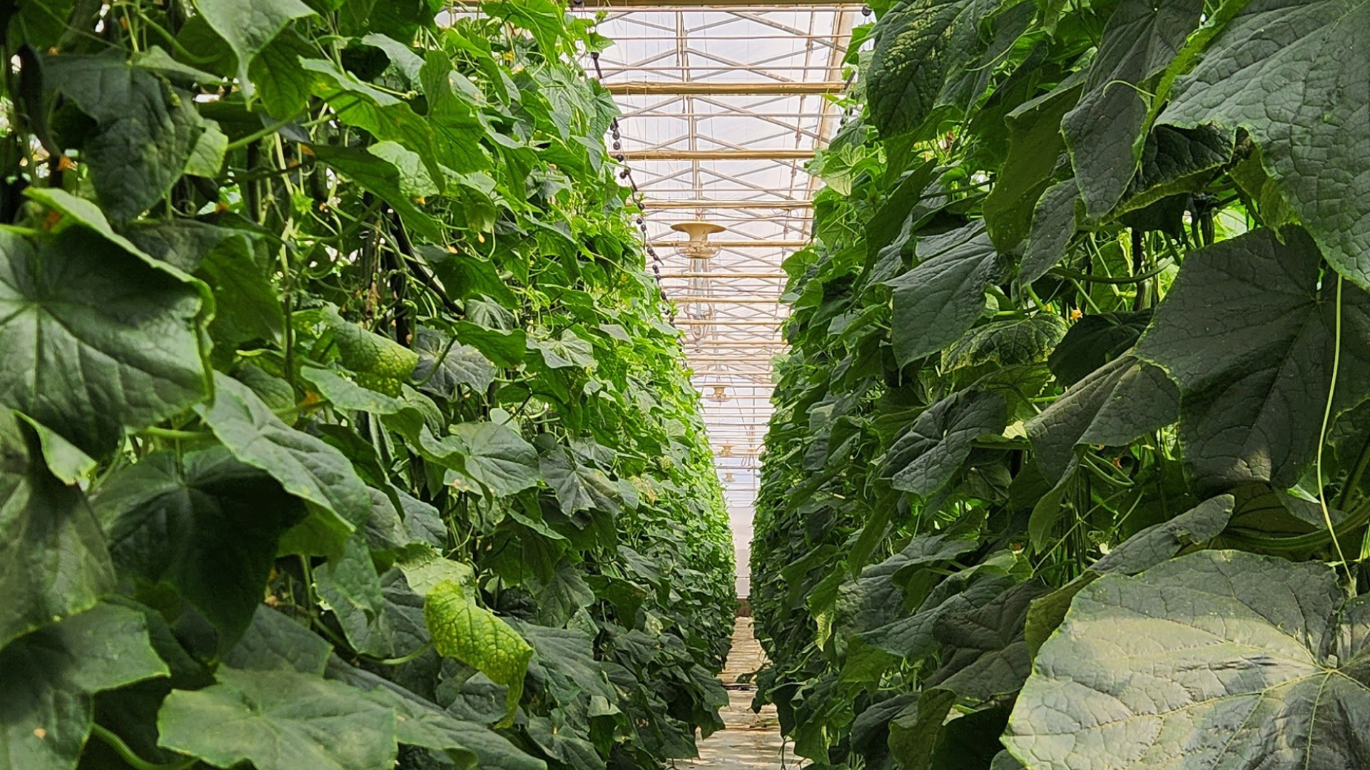 CS - Romenatur - Cucumbers - Almeria - Spain - High Wire Crops