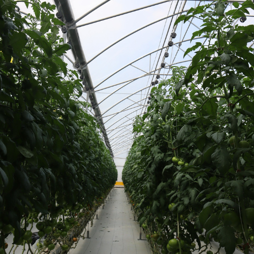 CS - Santo Domingo - Greenhouse - Net.png