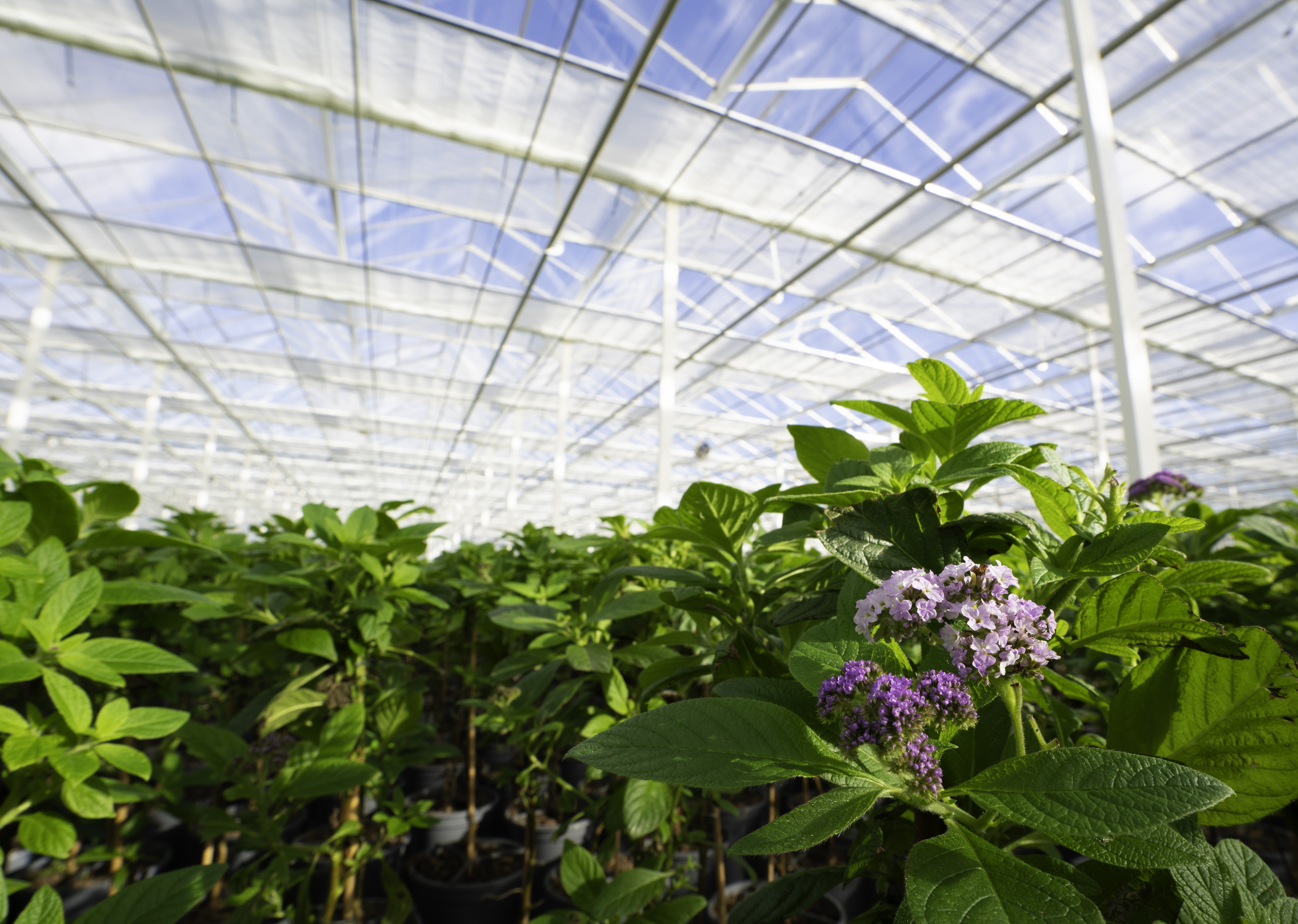 CS - Plantanius - Luxous 1347 FR - Harmony 2747 FR - Flowers - Netherlands