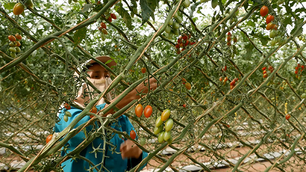 cs - naturesweet2 picker.jpg