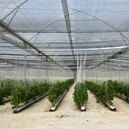 cs - gomalor-inside.png