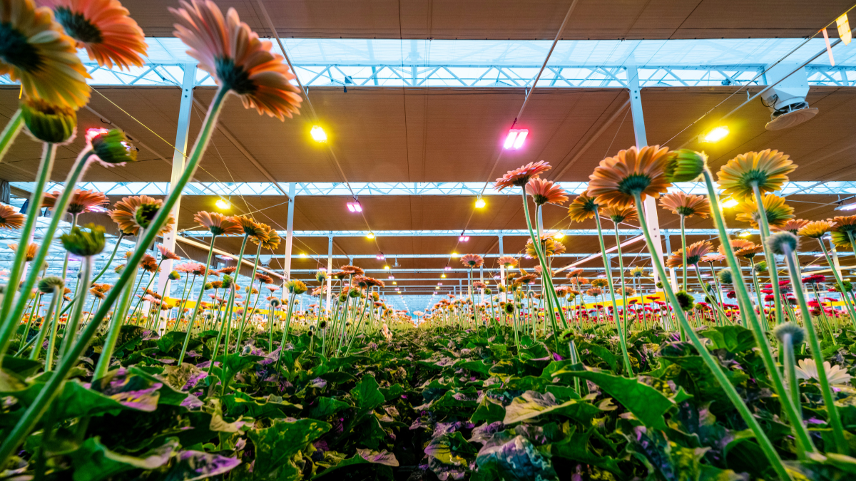 CS - Hollandia - Gerberas - Canada - Harmony 2315 - Obscura 10070 WB BW.png