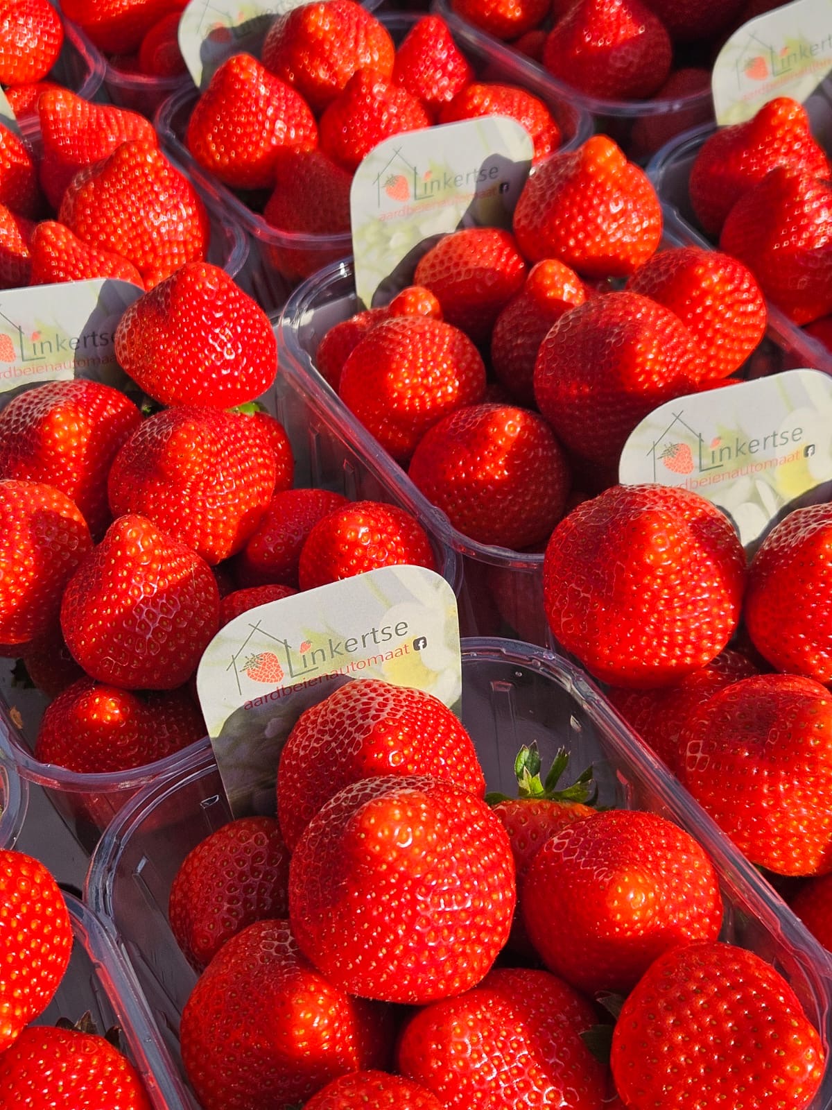 CS - Linkertse Aardbeienautomaat - Belgium - Strawberries - Crops