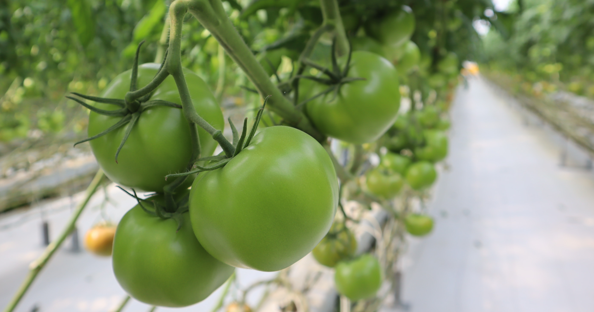 CS - Highlights - Greenhouse - Climate screens - Crops - Tomato.png