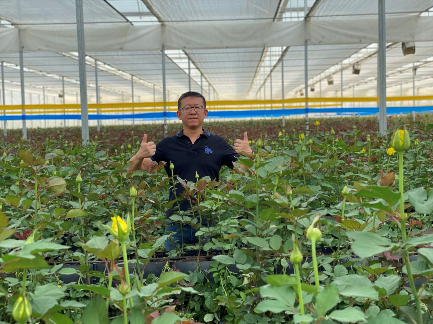 cs - breasion - plastic greenhouse.jpg