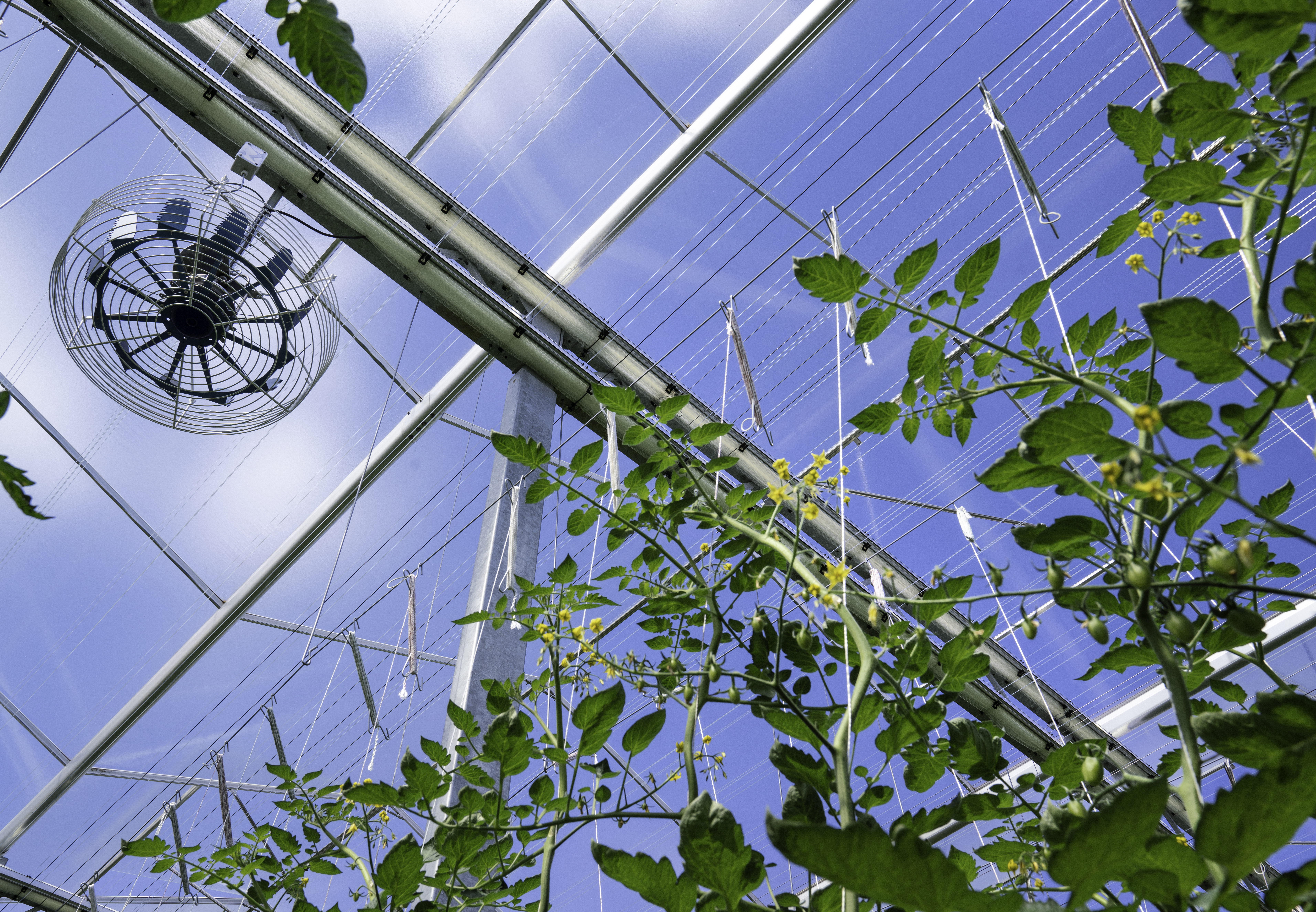 CS - ClimaFlow Fan - Knod PDI - High wire crops - Netherlands