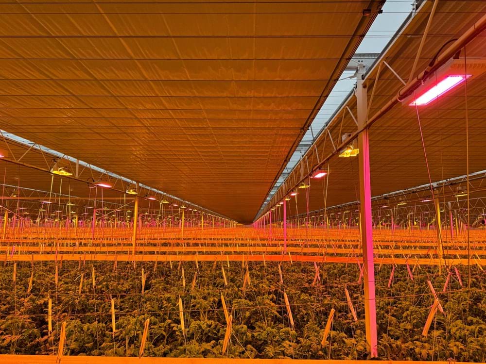 CS2026 tuinbouwbedrijf van bluck Nl.jpeg