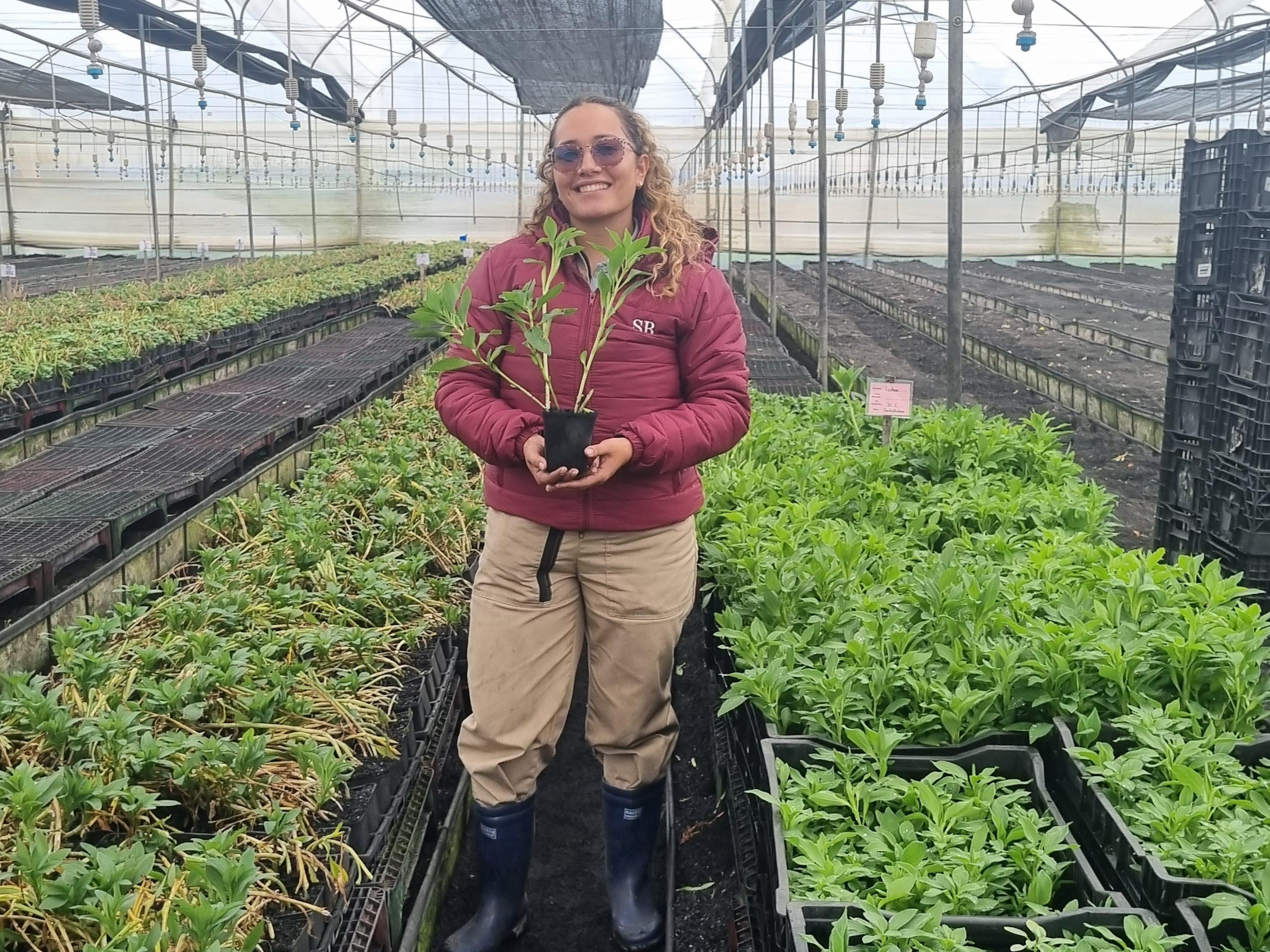 CS_Daira Jurado_Greenhouse_Colombia_Alstroemerias_Listing.png