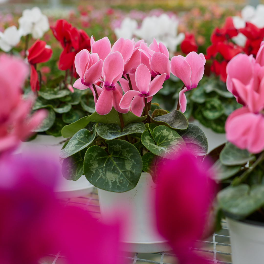 CS - Crop pages - Potplants - Flowering Potplant - Pink flowers - Tanghchao.png