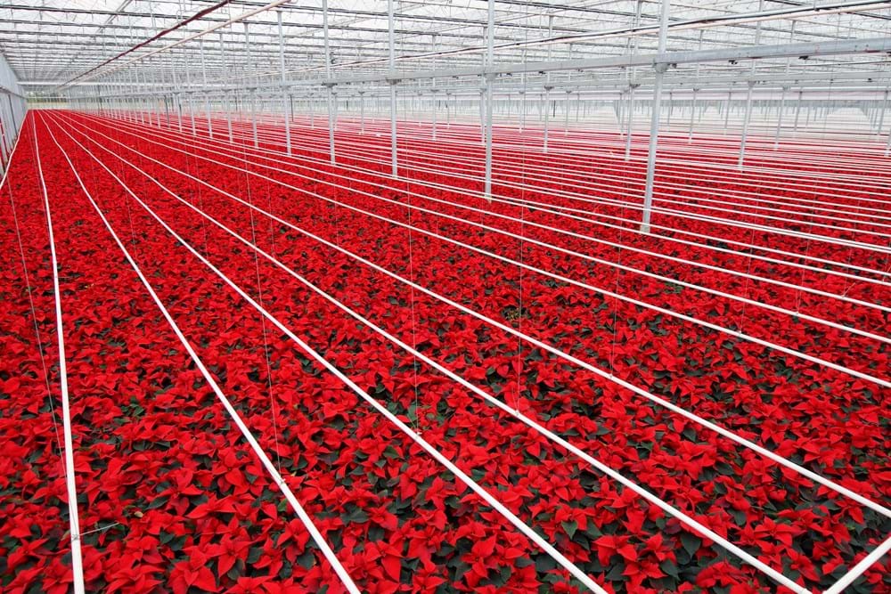 CS - Grower story - plant -wouters 2.jpg