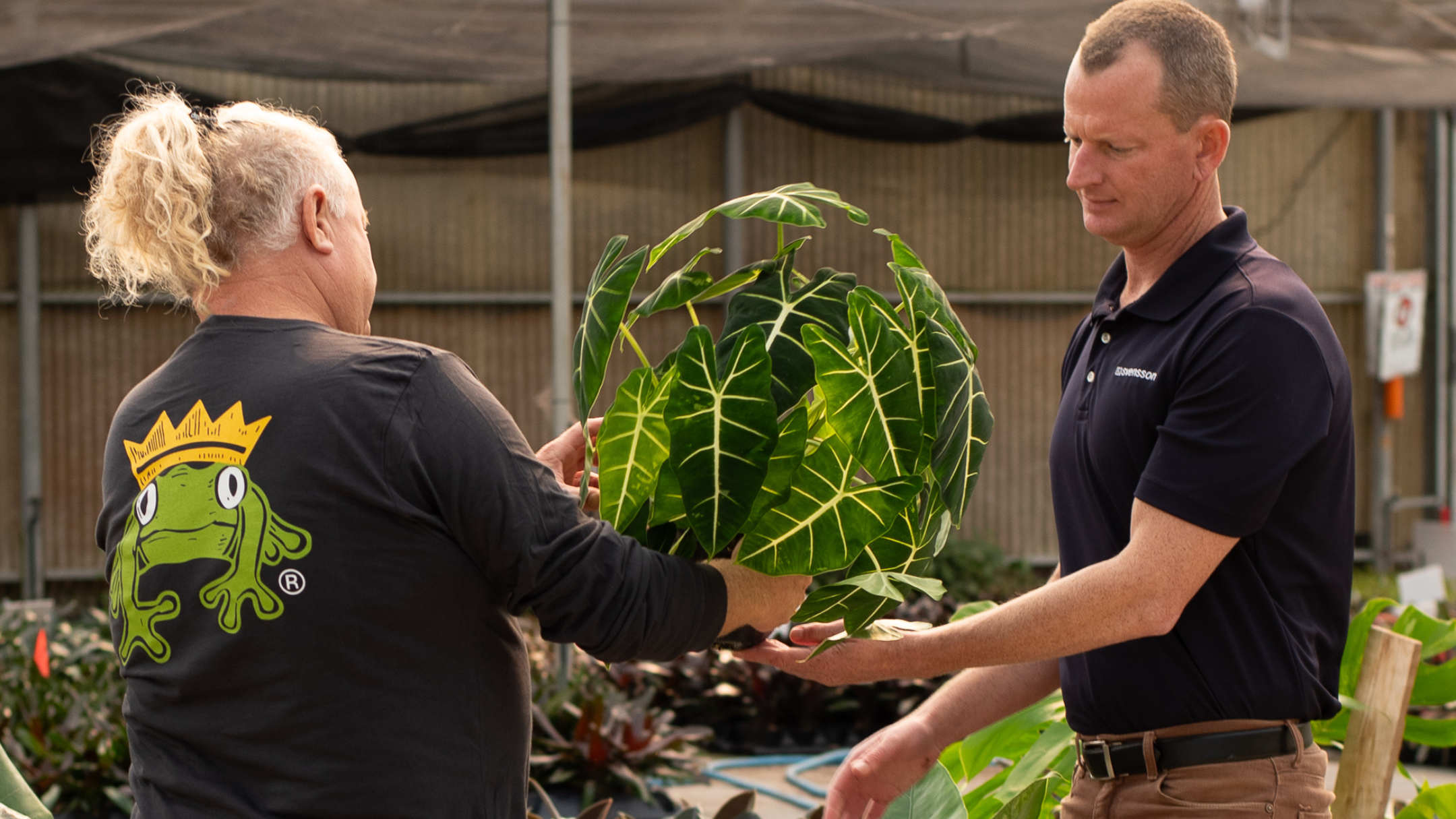 CS - Little Prince of Oregon - Harmony - Potplants - Houseplants - United States.png