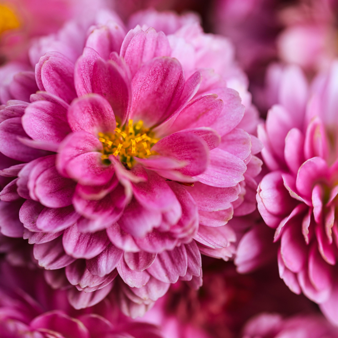 CS - Chrysanthemum - Pink mums - Crop pages - Flowers.png