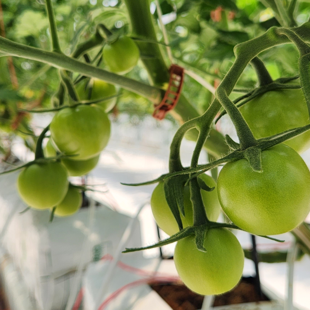 CS - Grower_JD Agro_Mexico-GH2.png