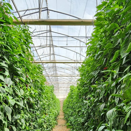 cs - banos - pepper 2.jpeg