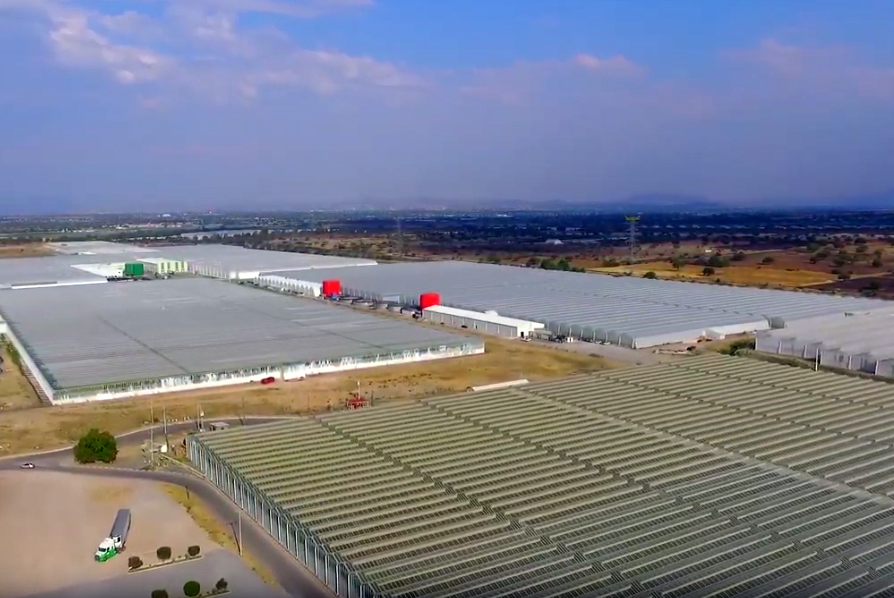 cs - freshmex-gh.jpg