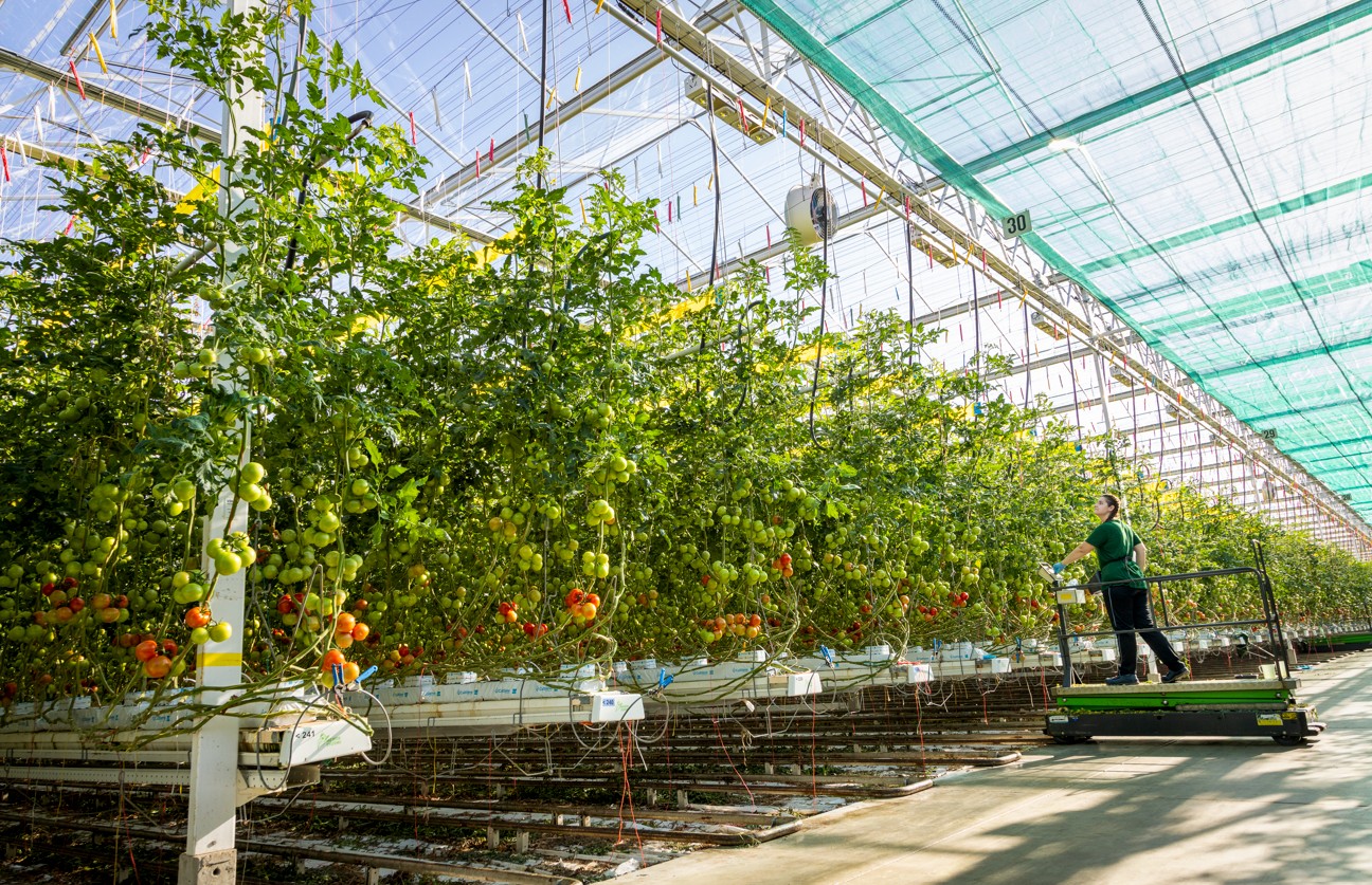 CS 2026 Vereijken NL 1.jpg