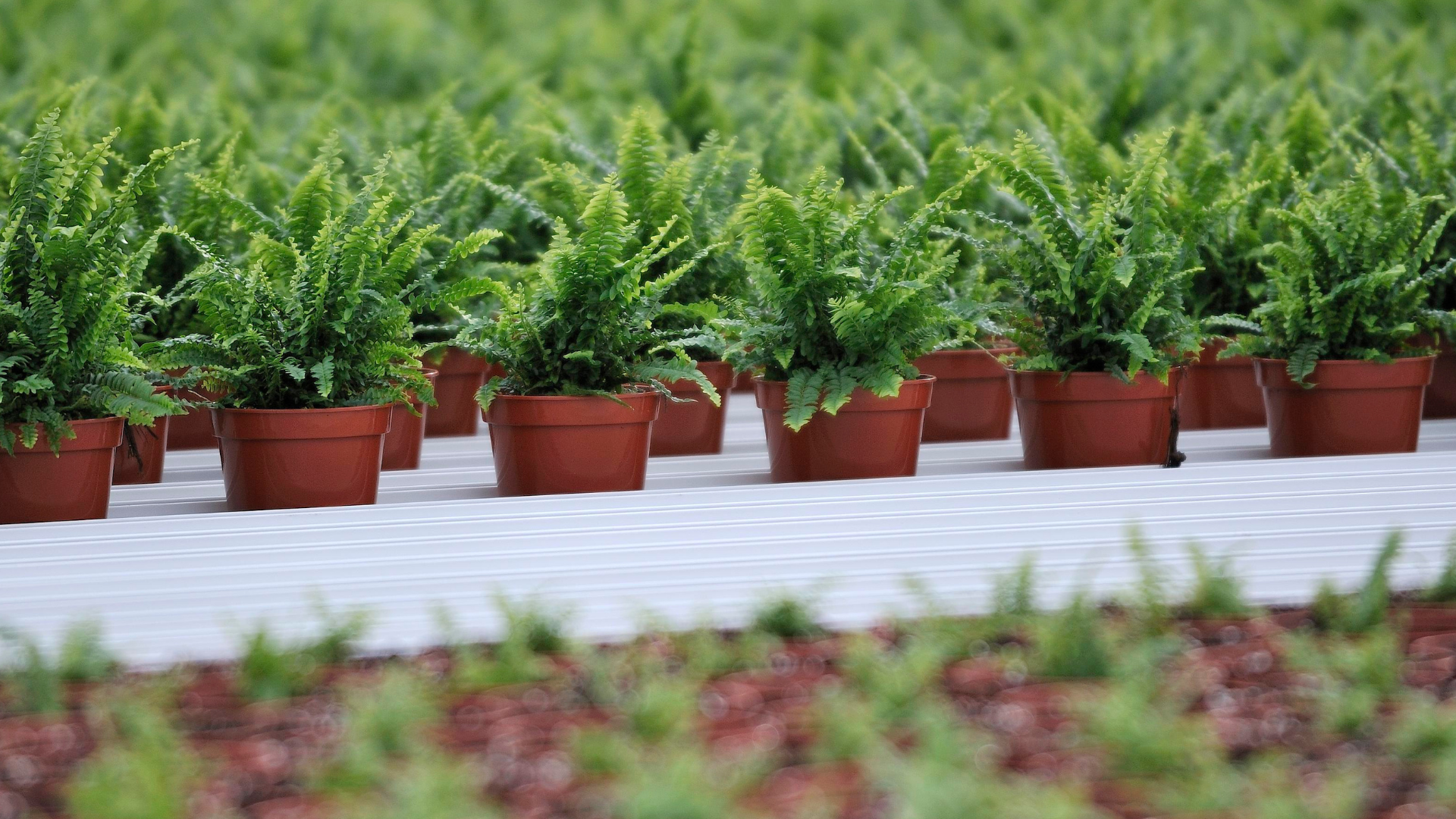 CS - Potplants - Green Potplants - Modern Greenhouse - Crop Pages.png