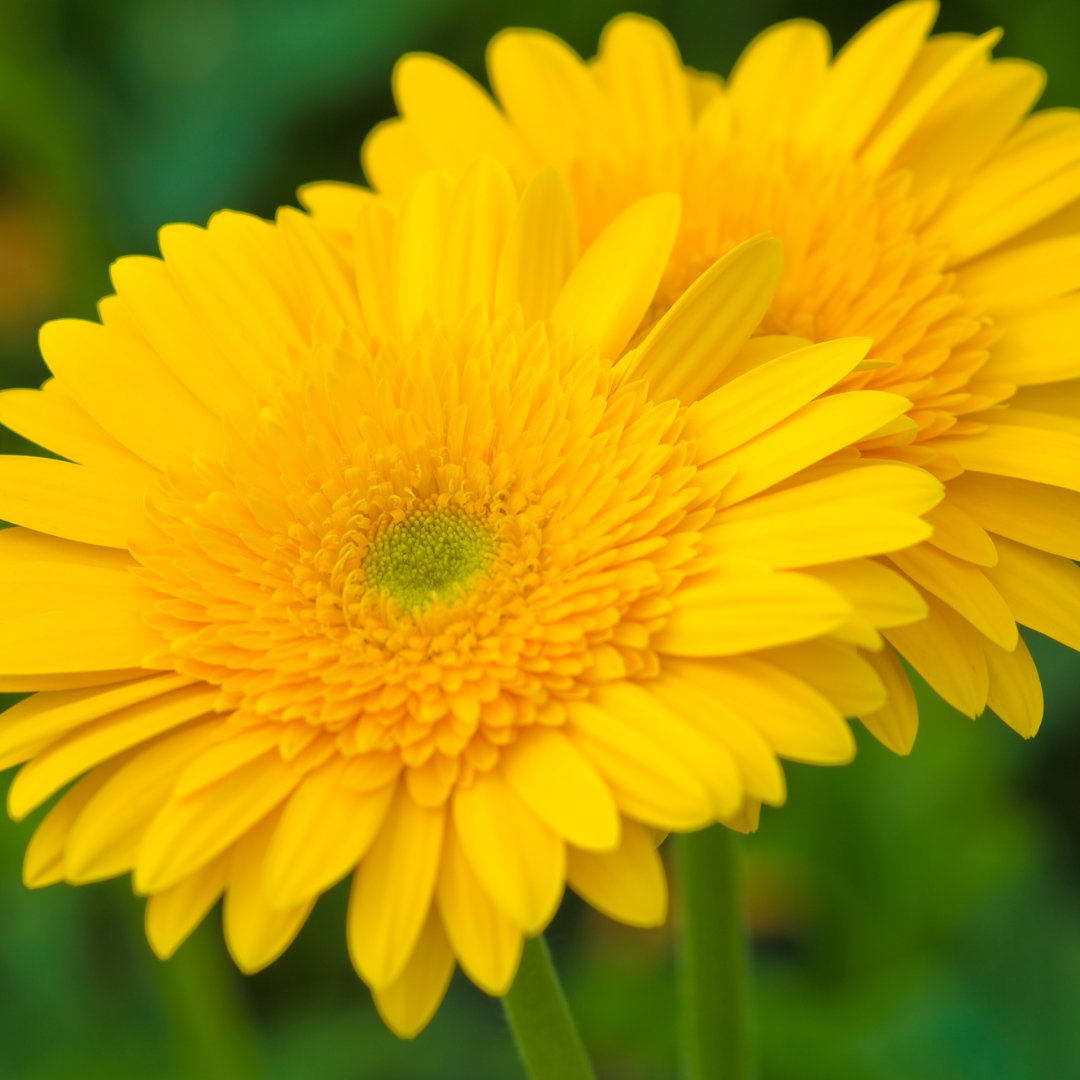 CS - Yellow Gerberas - Crop pages - flowers.png
