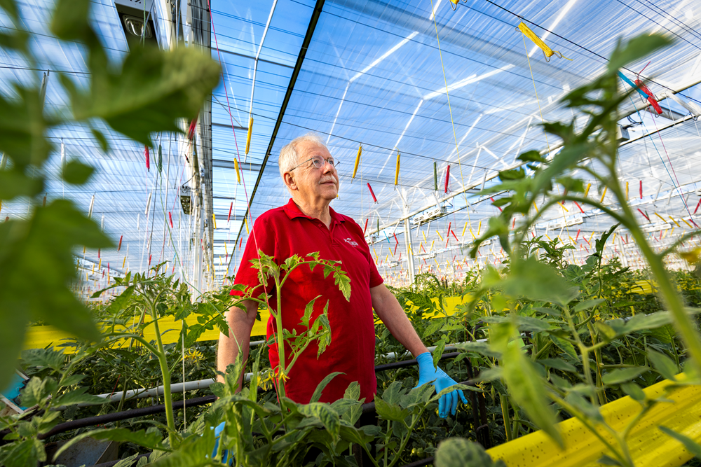 CS2026 Vereijken Kwekerijen 2 NL.png