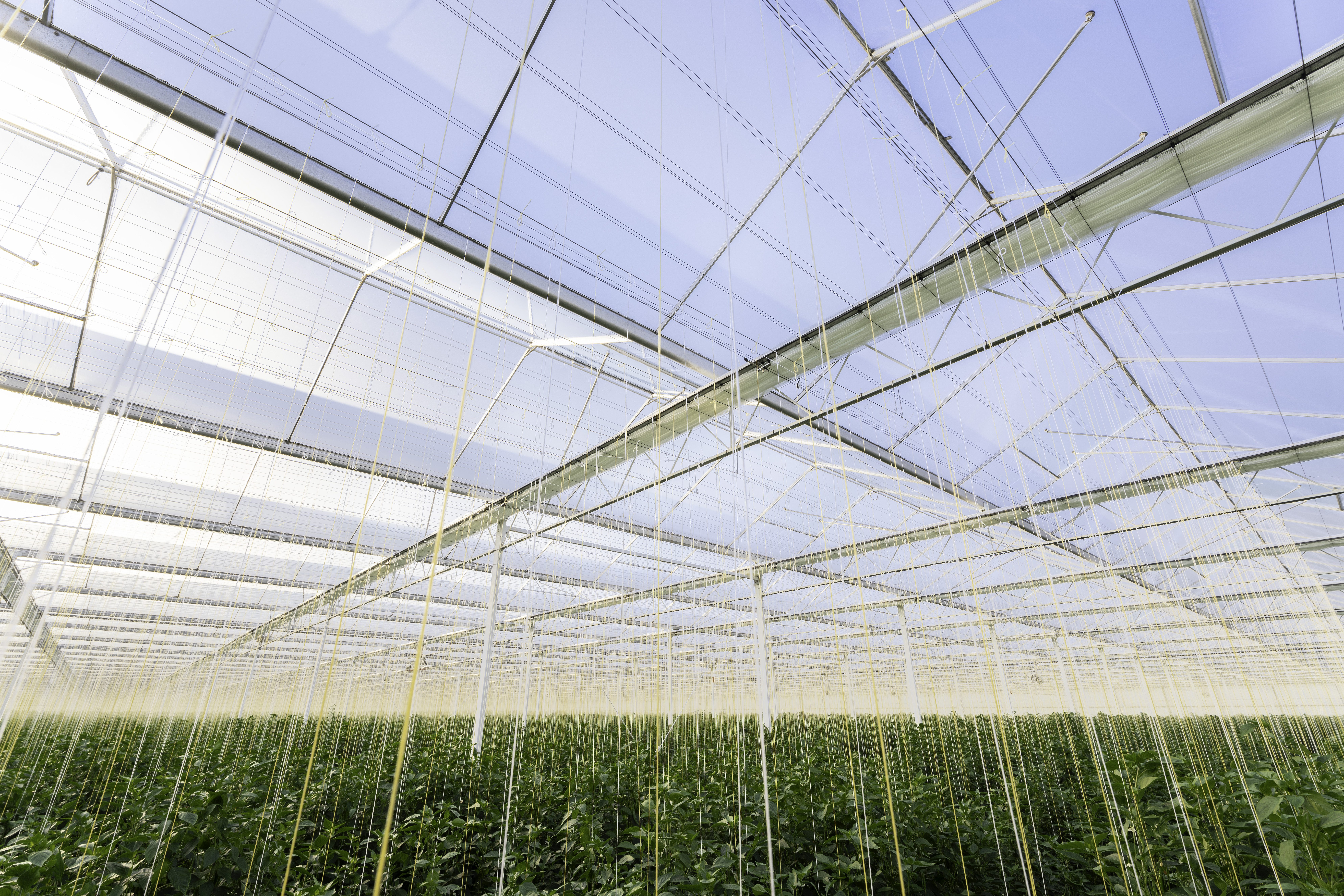 CS - Netherlands - Cayaro Peppers - Peppers - Energy Savings - Double Luxous - Cavity Screen