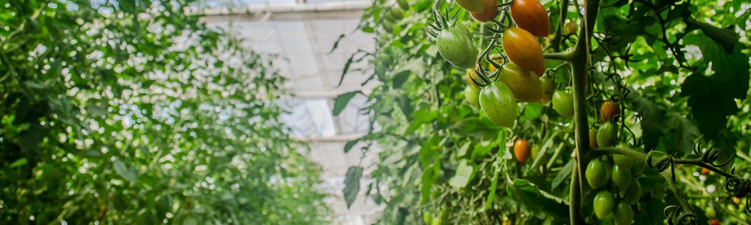 cs - nature sweet background header.jpg