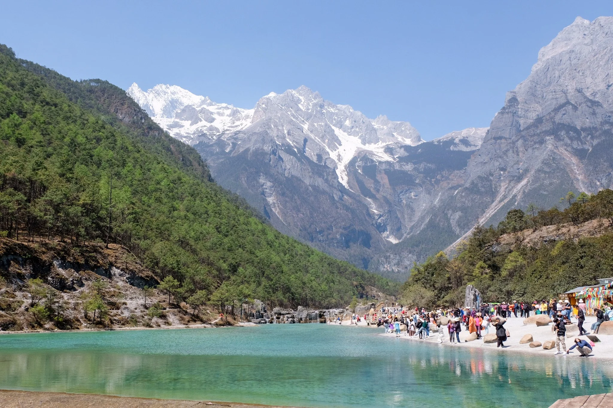 cs - jade dragon Liiang Flower Rose Greenhouse.webp