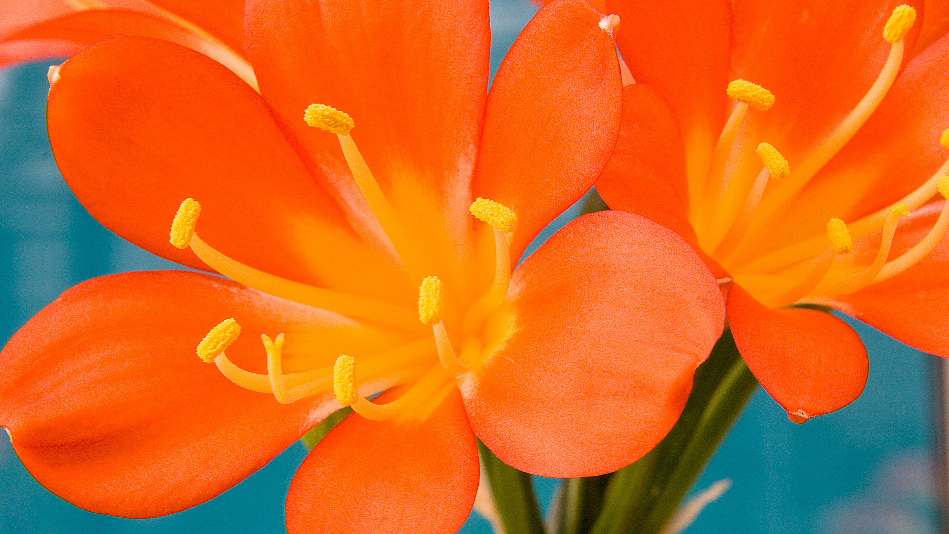 CS - Clivia - Orange Flower - Crop Page.jpg