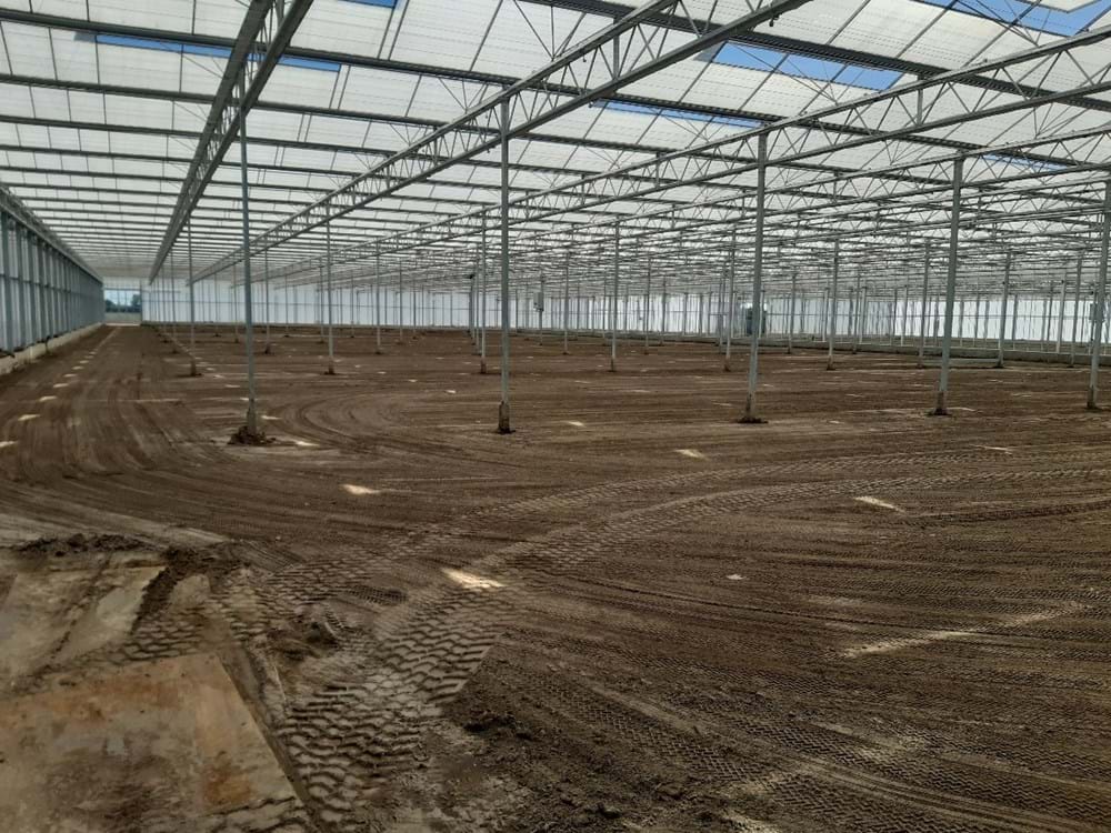 CS2026 young plants NL.jpg