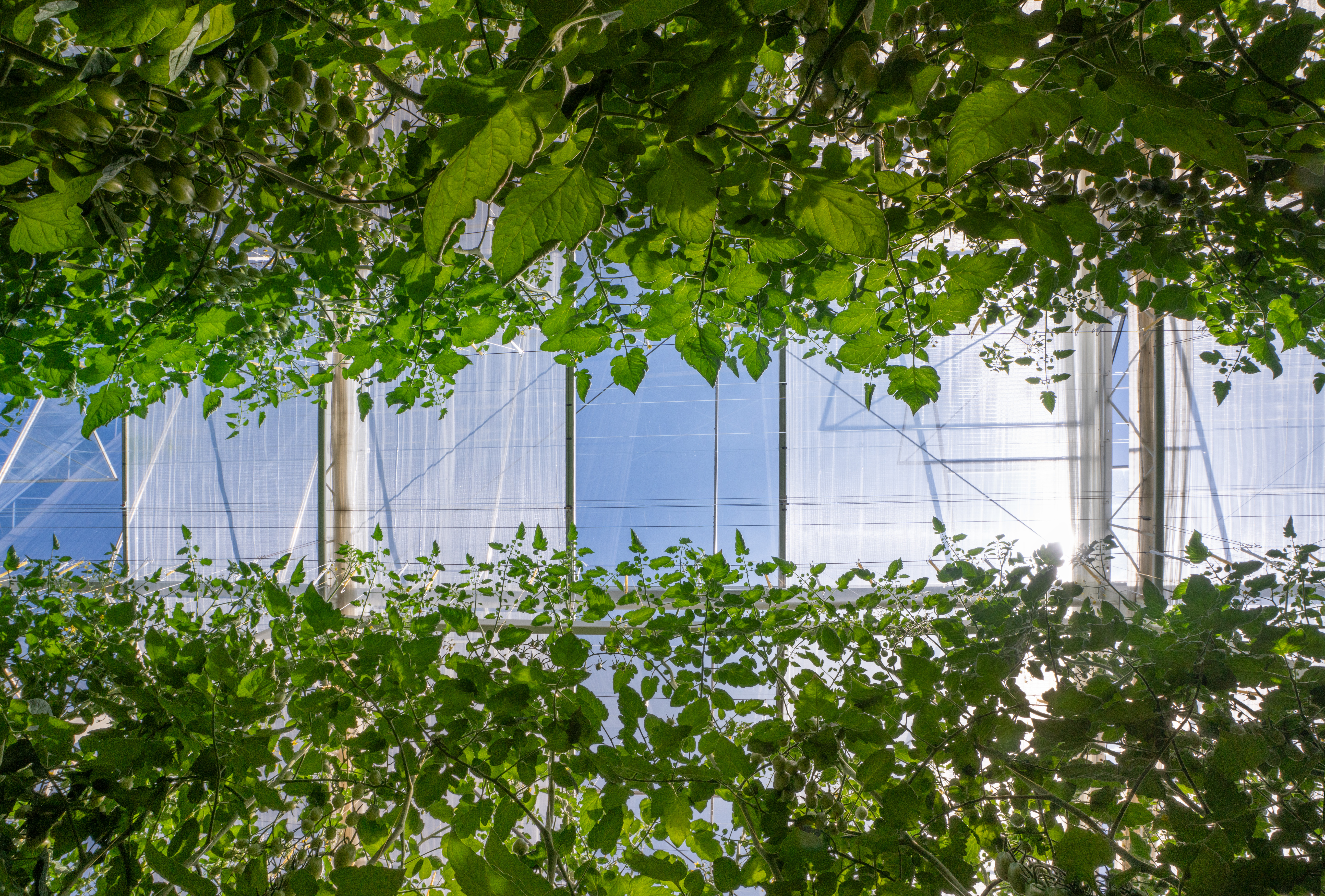 CS - TVA Farms - Netherlands - Tomatoes - Luxous Light FR - Energy Monitor - Aerial View