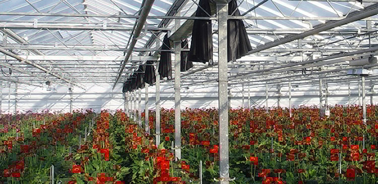 CS - Products - Horticultural 100 FR.jpg