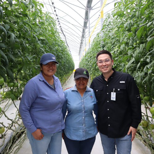 CS - Santo Domingo - Greenhouse - team - Tomato - Mexico.png