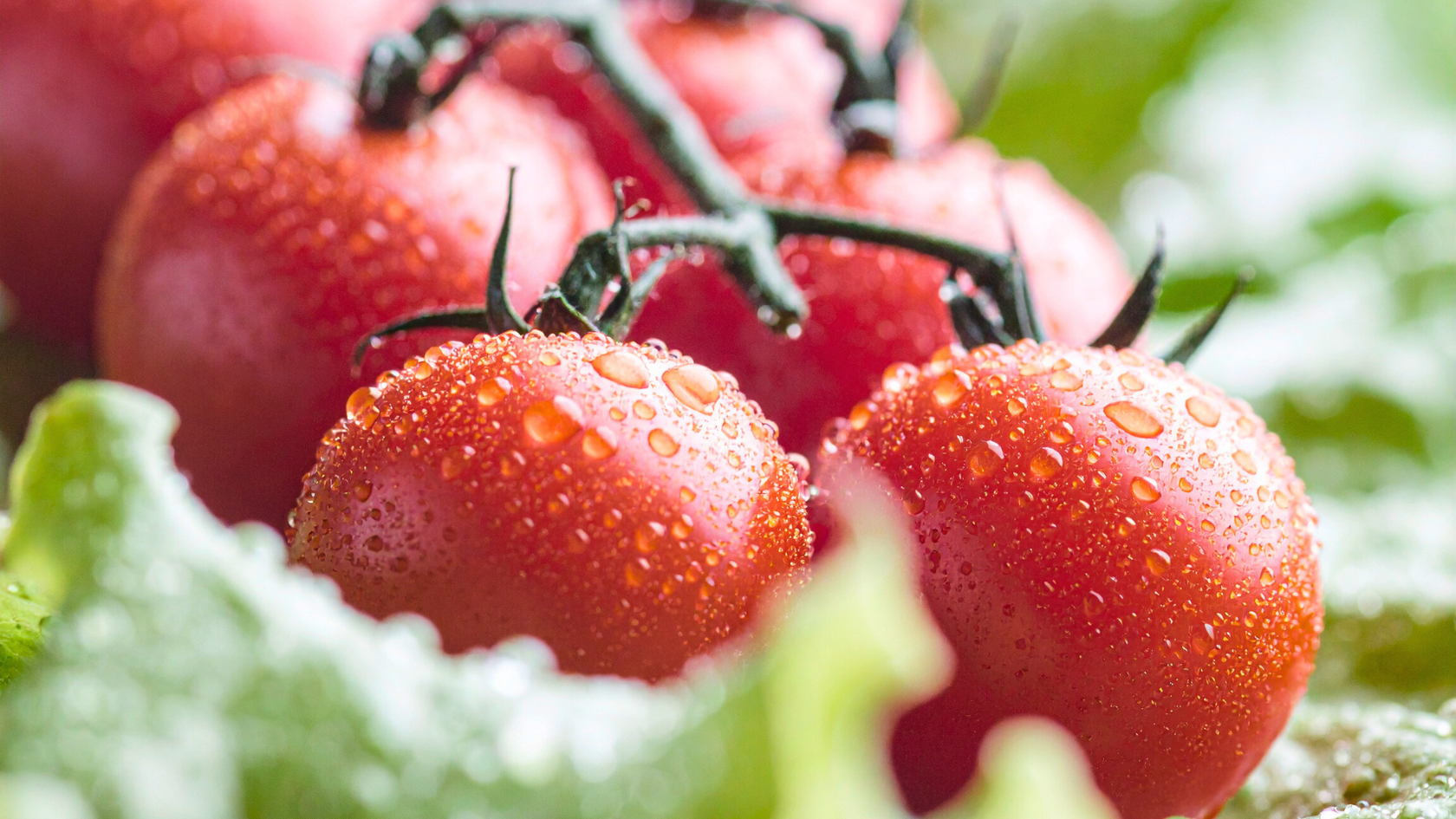 CS - Humidity - Challenges pages - Tomatoes.png