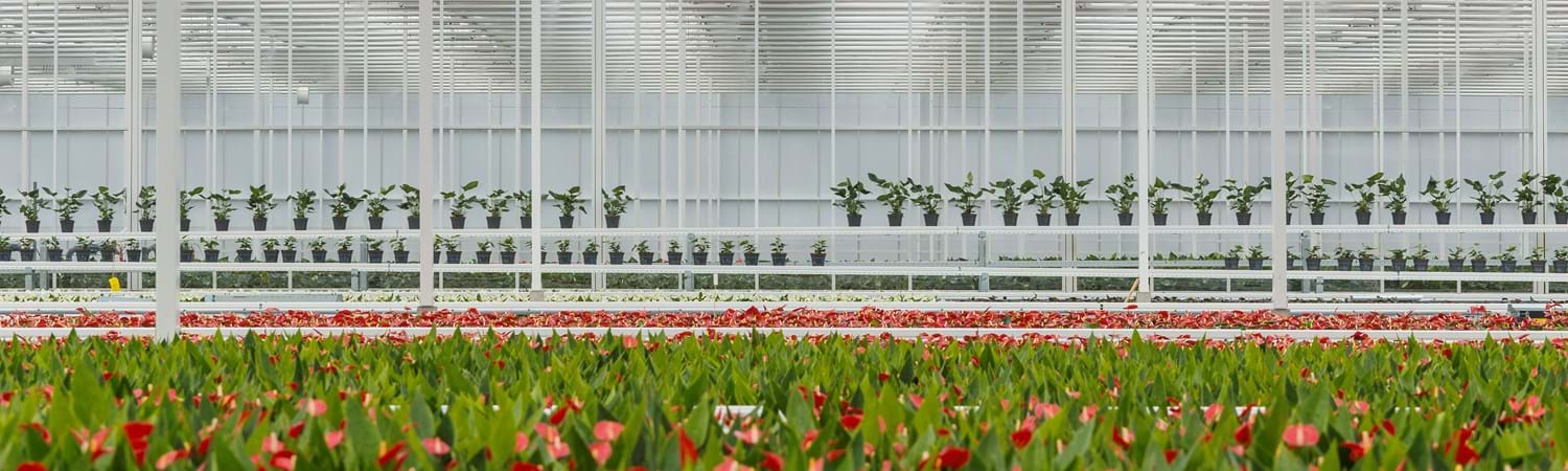 cs - right levels of light banner.jpg