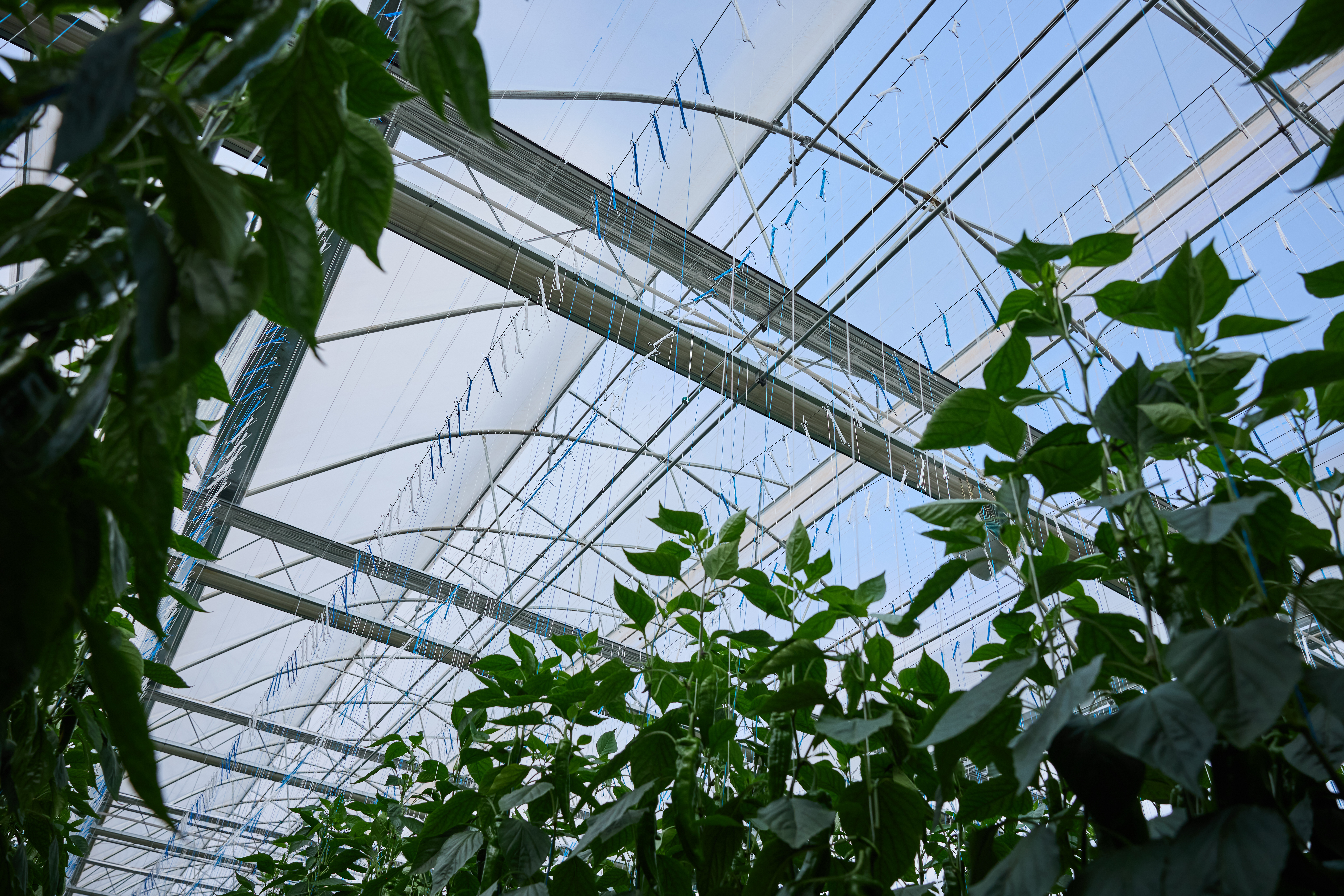 CS - Rong Rong Farms - Peppers - China - Xsect