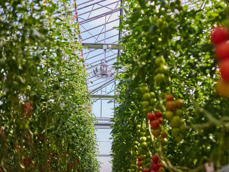 CS2026 Grow with the flow NL.jpg