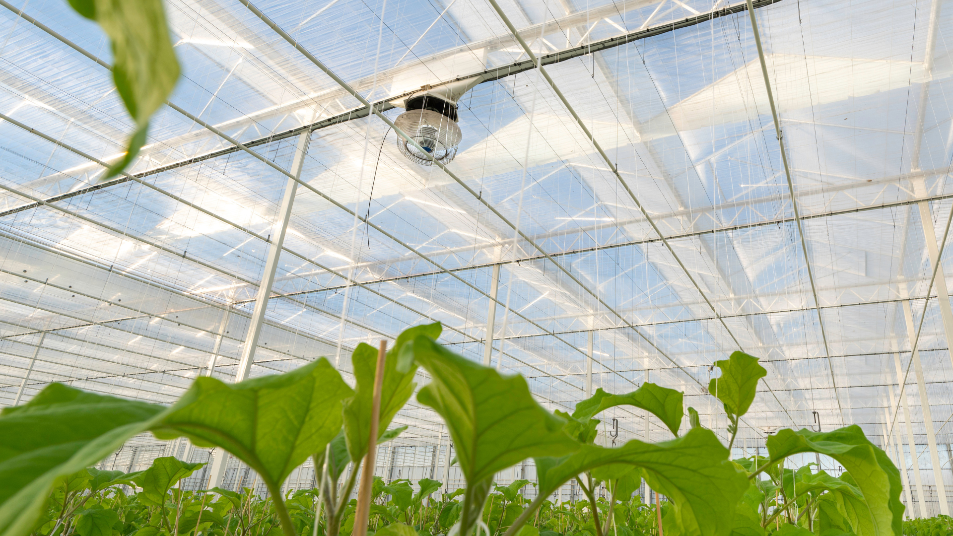 CS - Eggplants - Netherlands - ClimaFlow - Van Den Broek.png