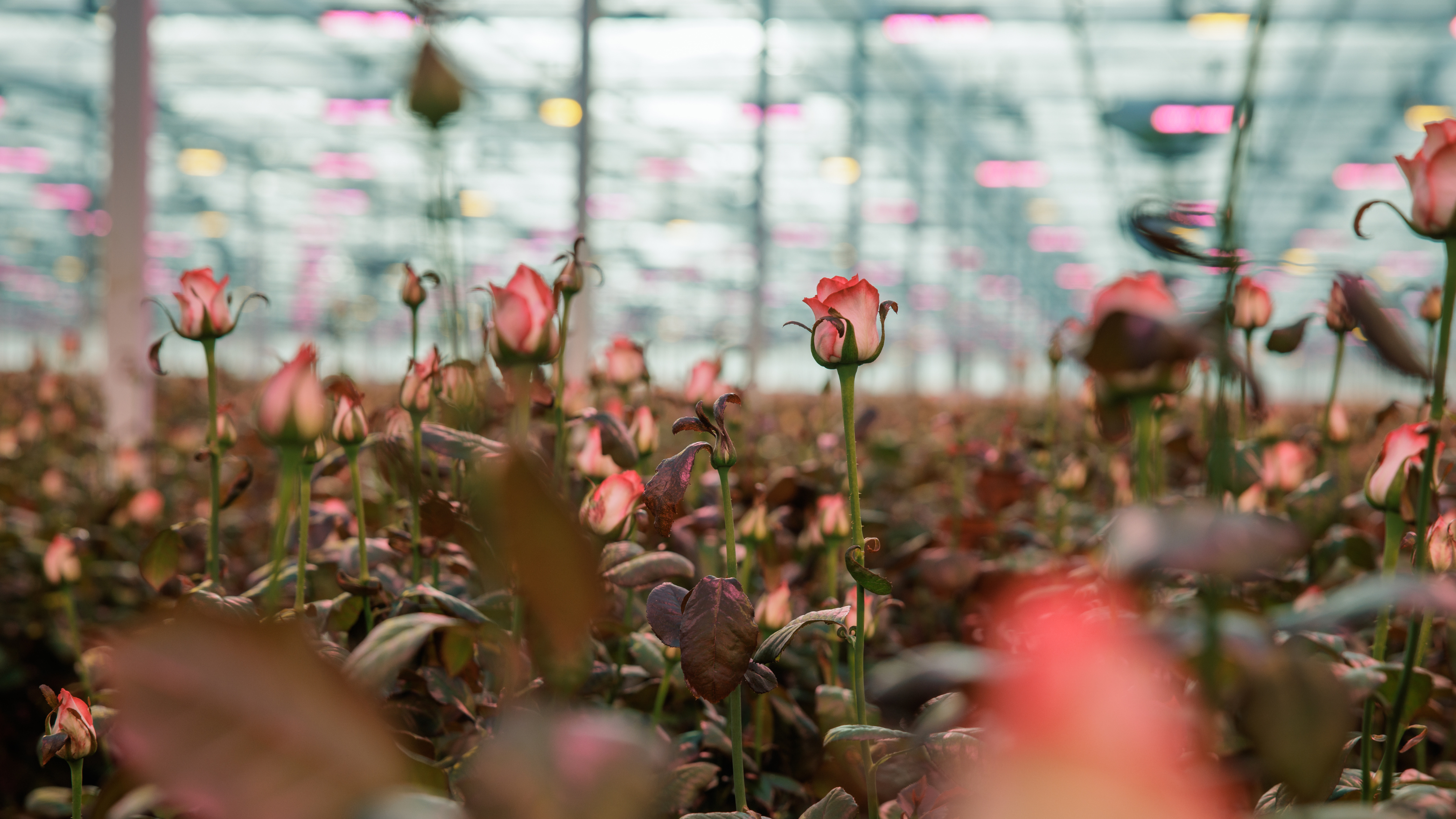 CS - Crop Pages - Roses - Marjoland.png