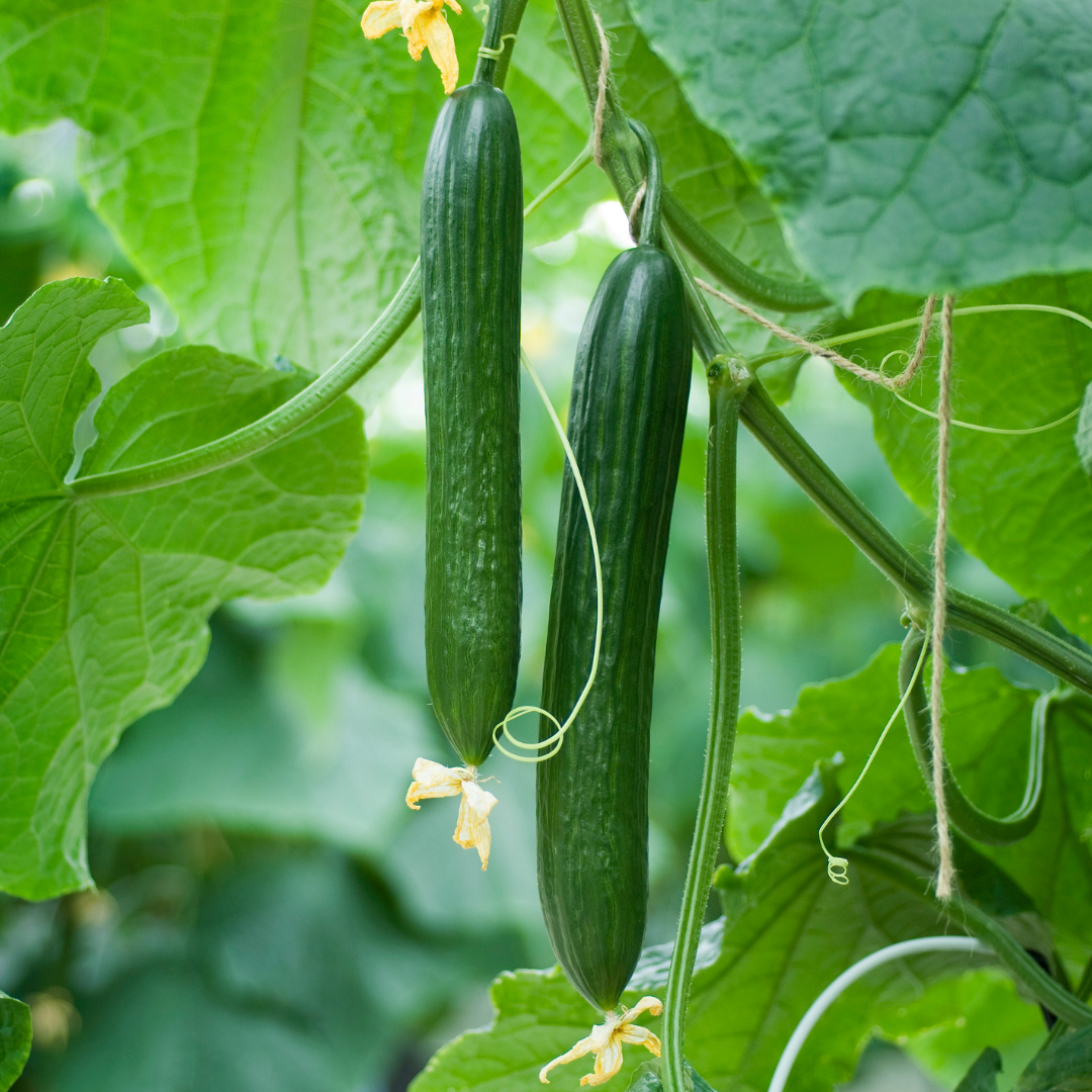 CS - Crop pages - Cucumbers - Cukes on the vine.png