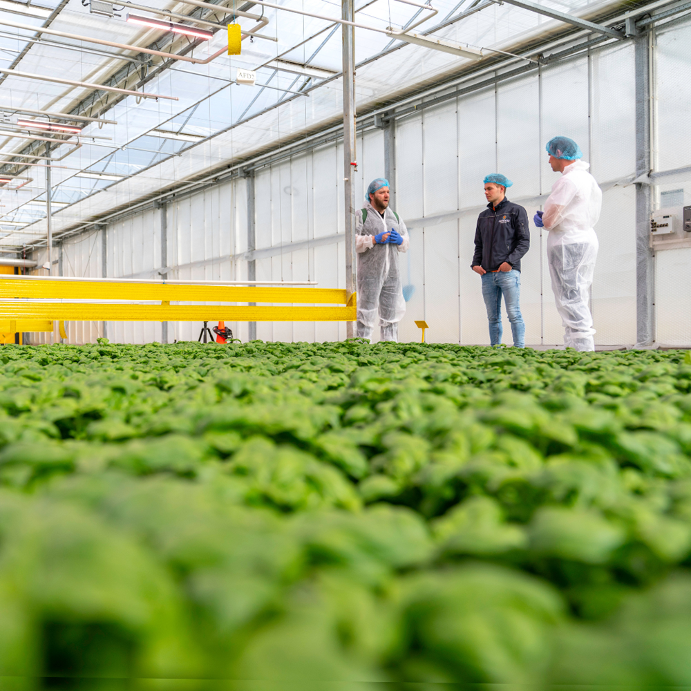 CS - Ton Habraken in greenhouse.png