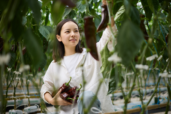 CS - Rong Rong Farms - Peppers - China - Xsect - Grower