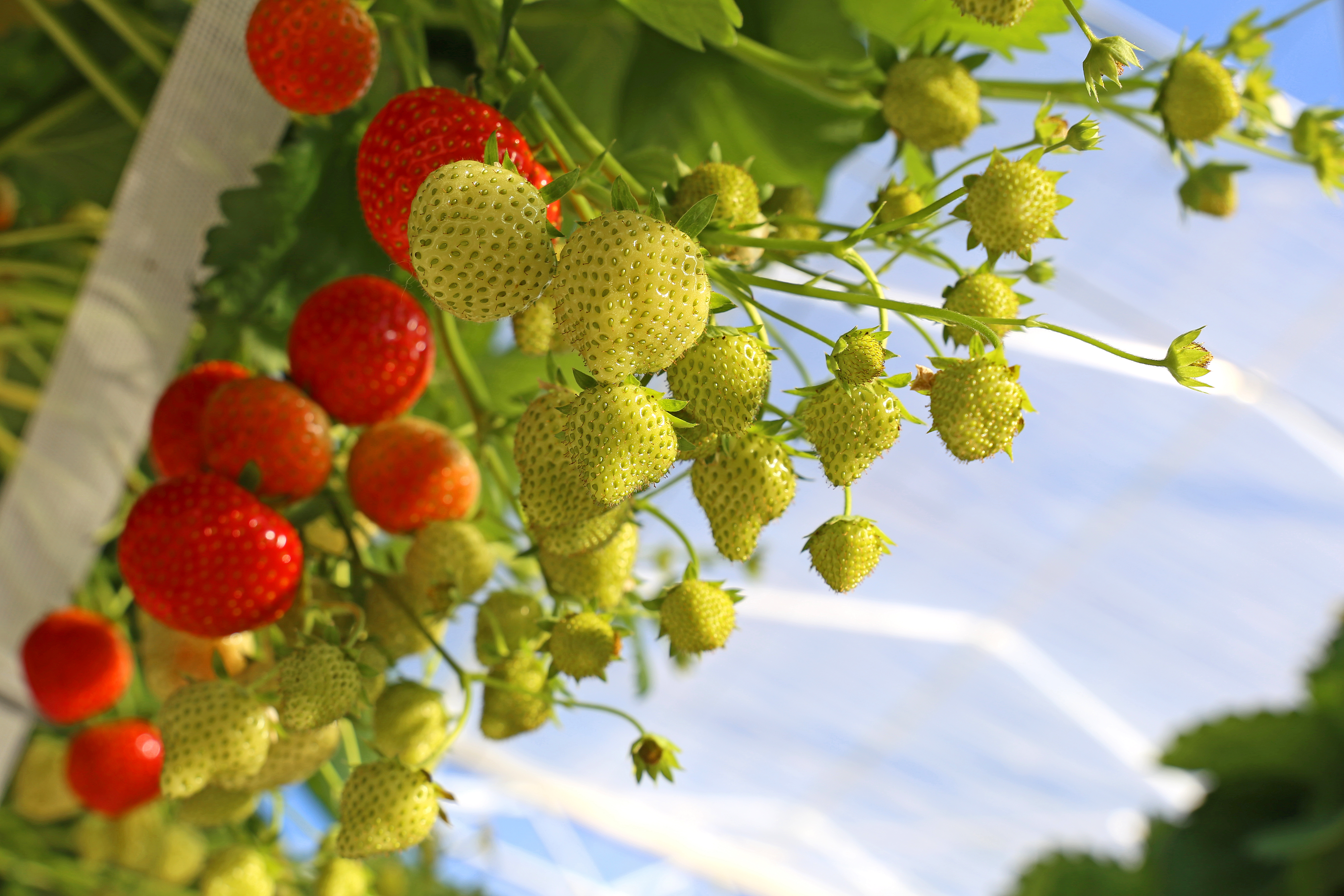 CS - Strawberries - crop pages - Luxous - Netherlands