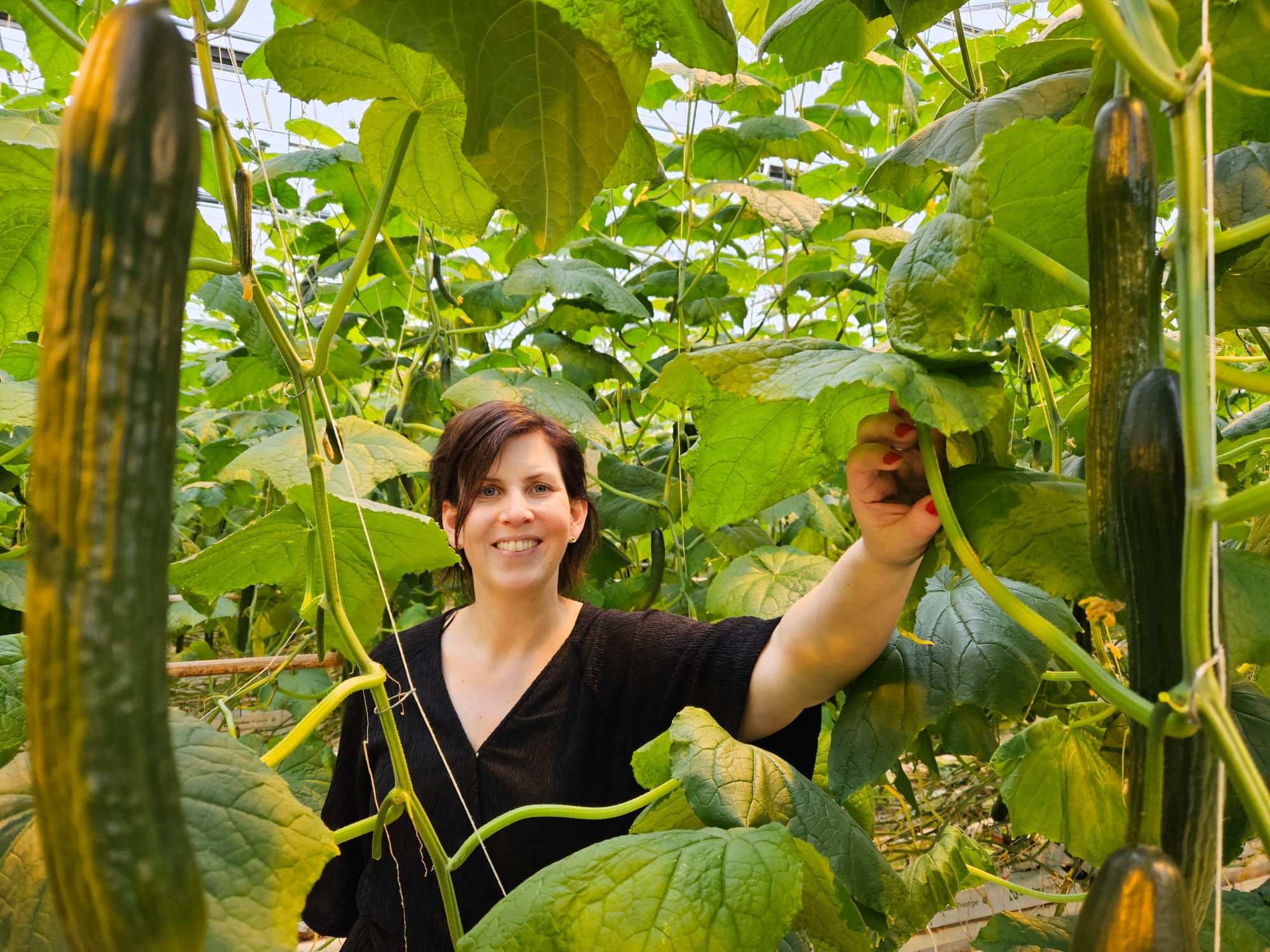 CS - Drenthe Growers - Netherlands - Cucumbers - Luxous - Inge de Vries
