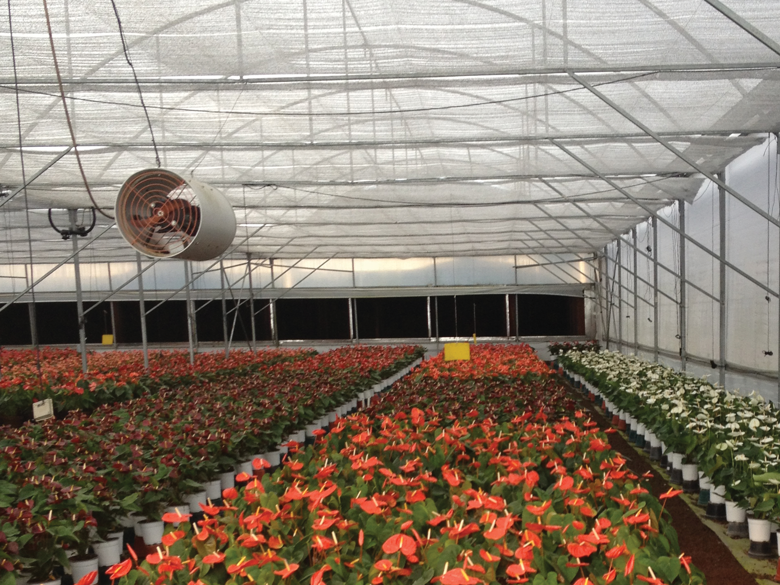 cs - flor-y-miel-9.png