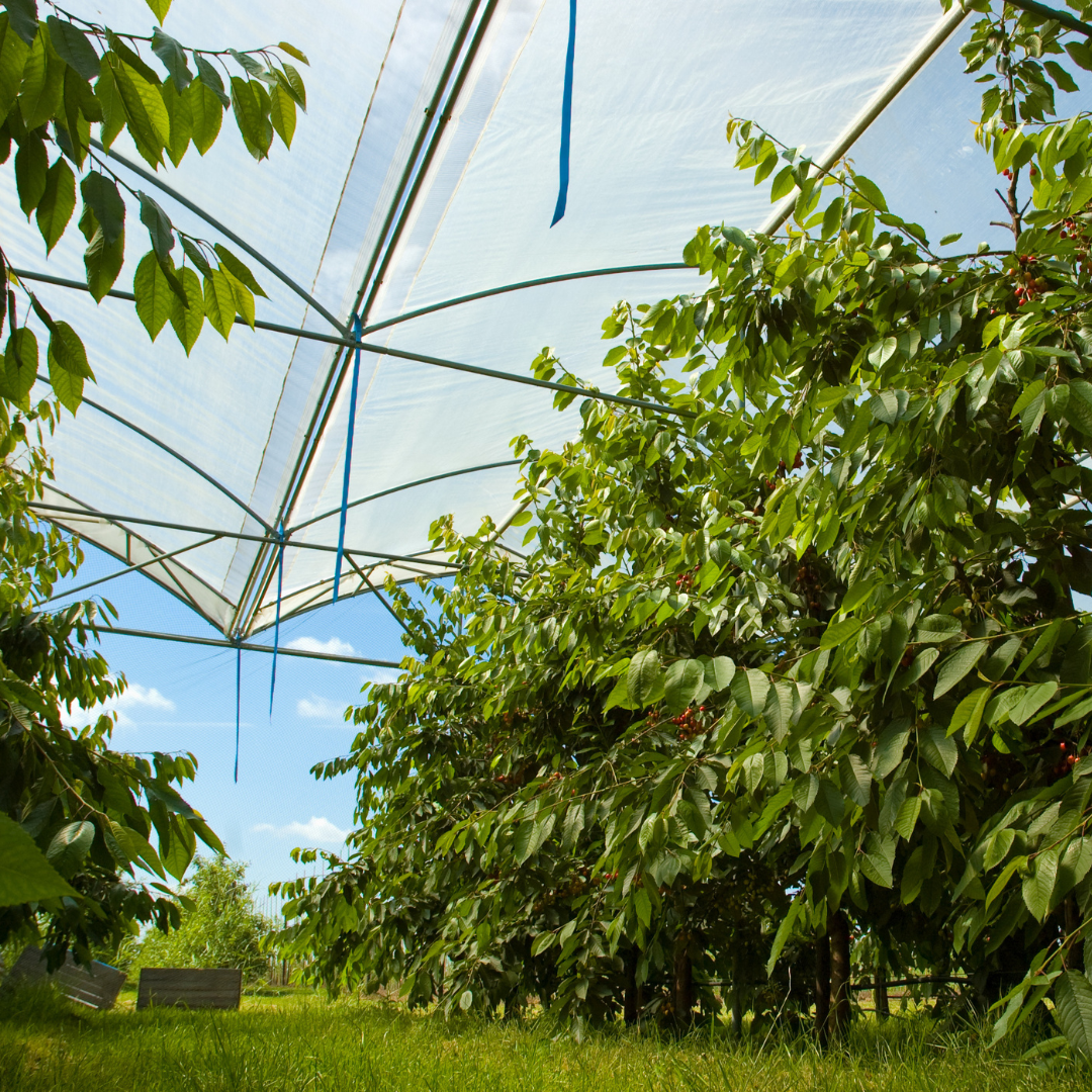 CS - Highlights - Solarwoven image.png