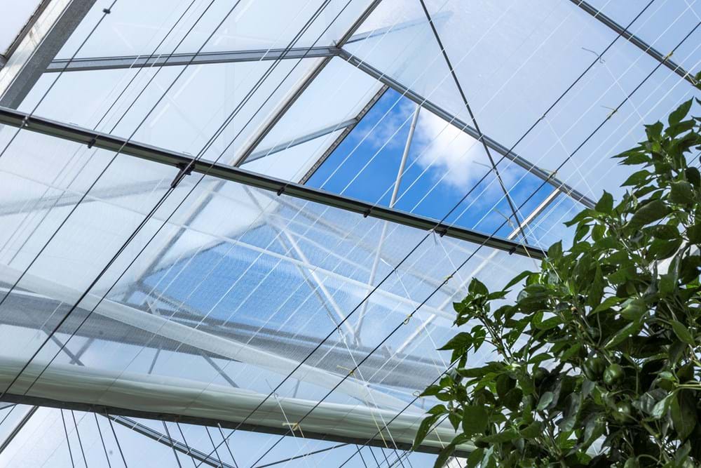 CS2026 Gubbels NL.jpg