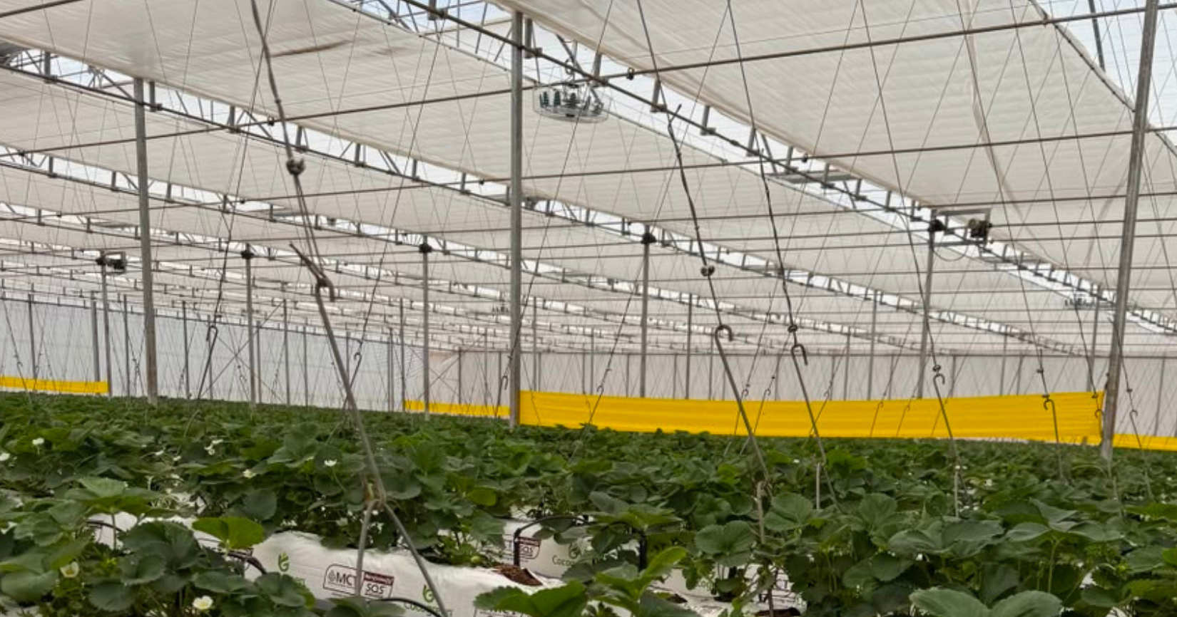 CS_Berry Hill_Mexico_Strawberries_ClimaFlow.png