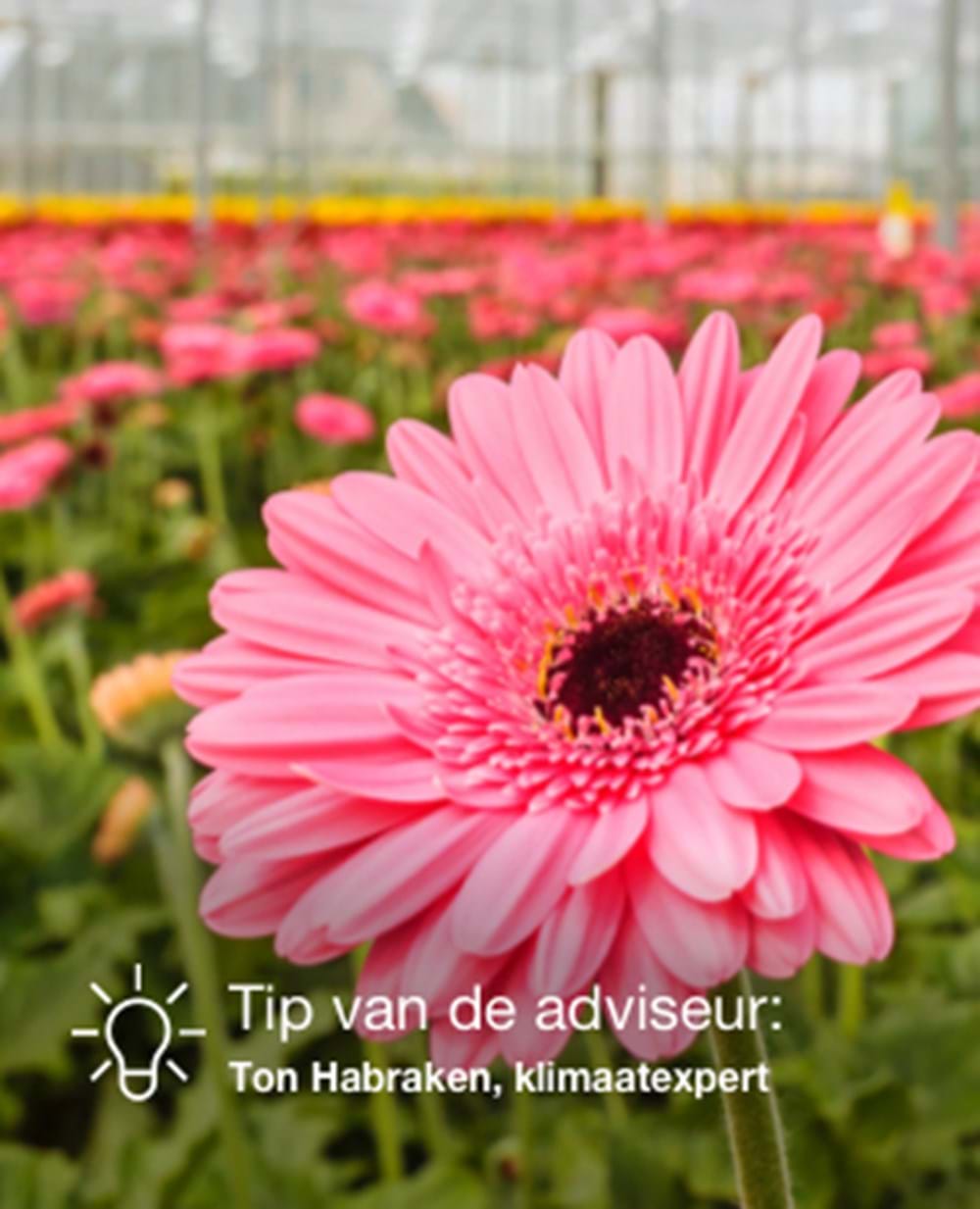 CS2026 gerbera NL.jpg