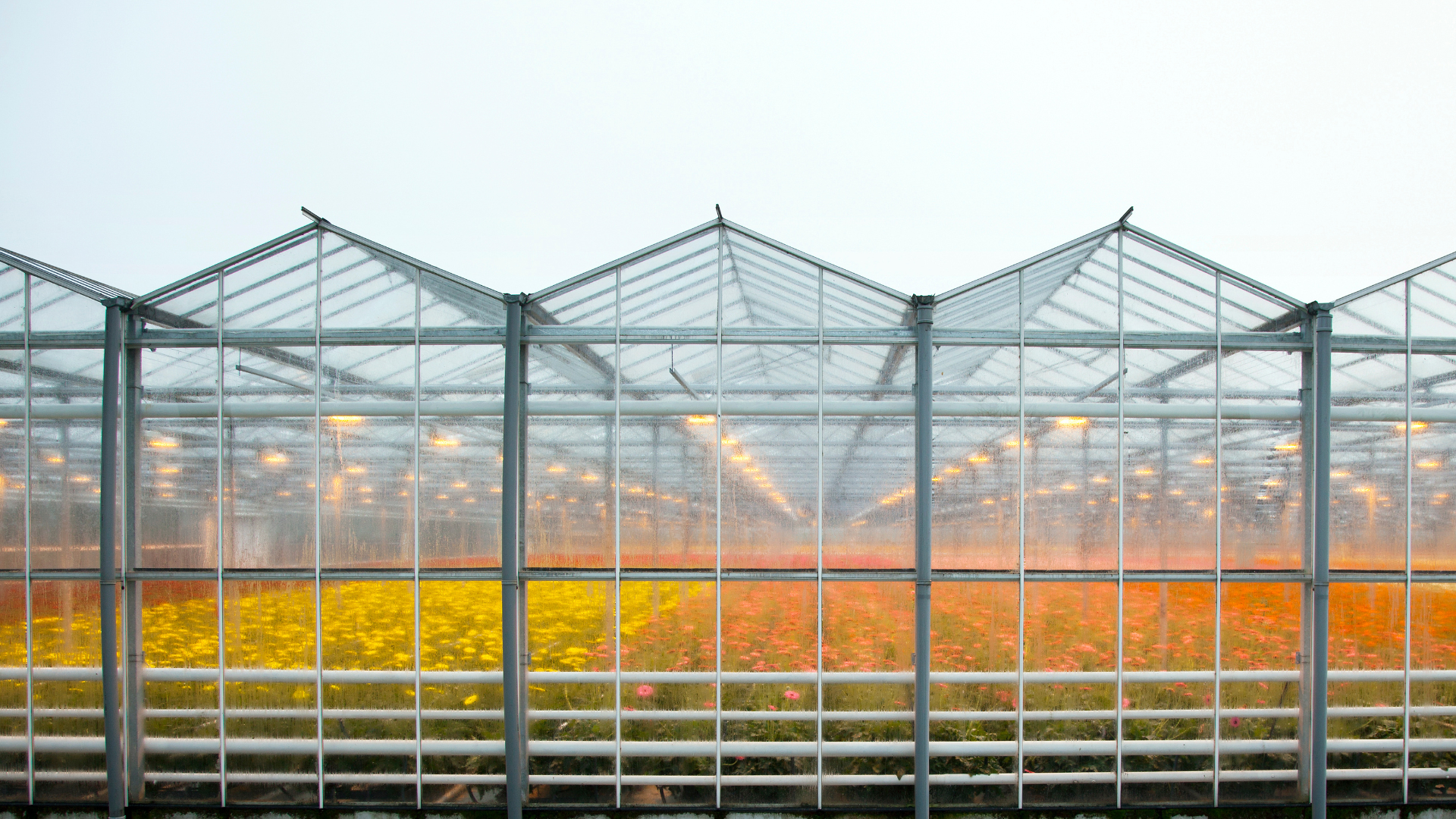 CS - Floral Greenhouse - Venlo Style - Glasshouse - Flowers - Rebate Image - Highlights.png