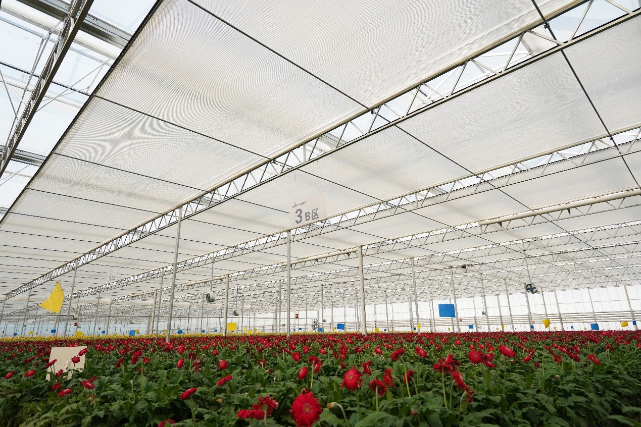 CS - Honghe Chuangsen - Gerbera - China - Harmony - Flower Greenhouse
