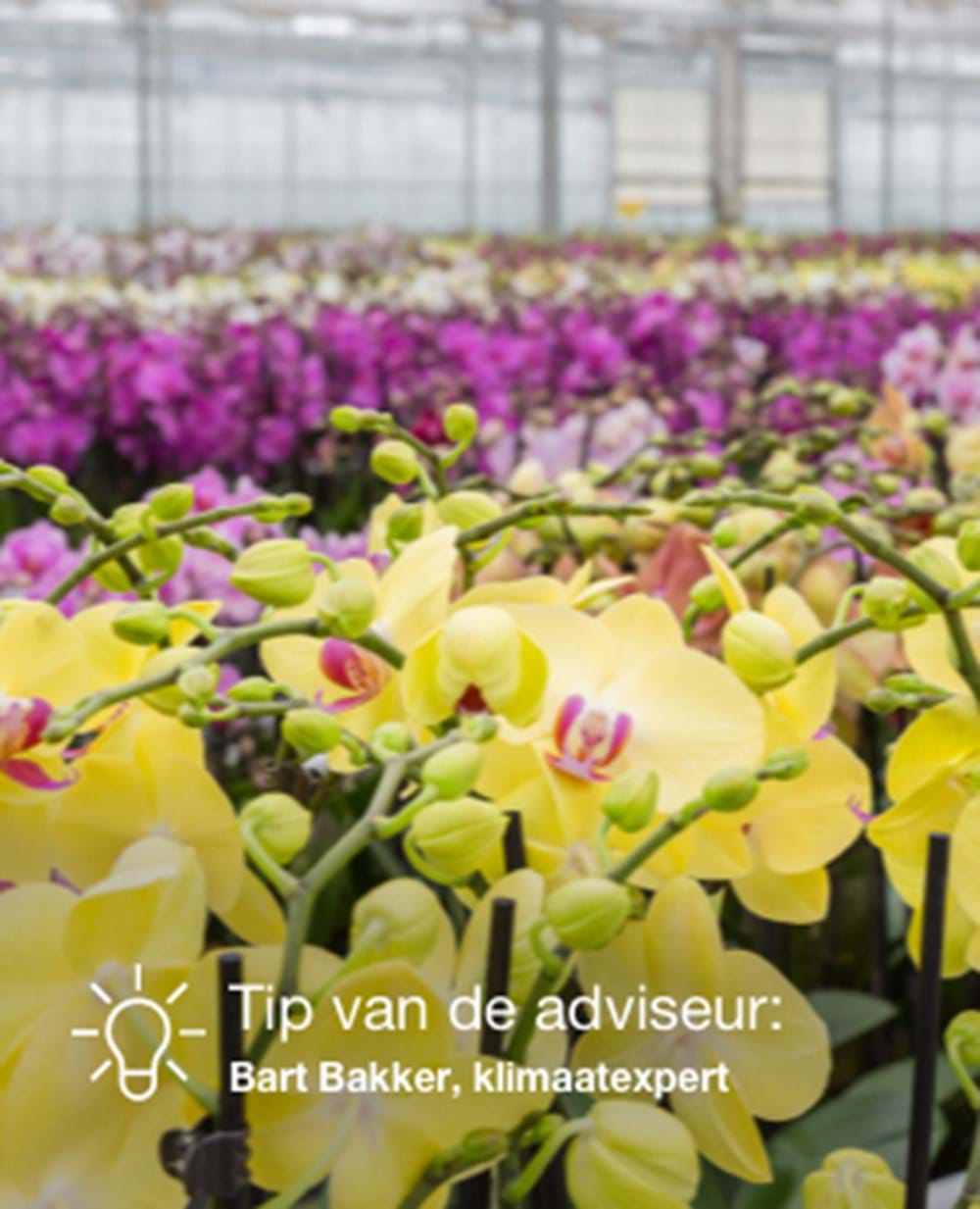 Cs2026 phalaenopsis NL.jpg